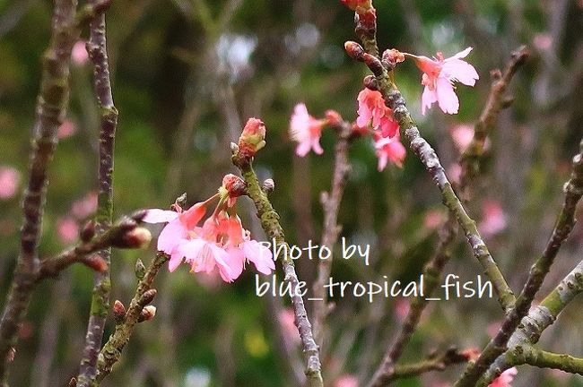 数年前に来た時よりは咲いていますが、それでも満開ではないです…そもそも木がまだ大きくなくて枝が細いので、満開になったとしても、日本で見る桜のようなおおおおお！！という感動はないと思います。あとは風が強いのもあるかもしれません。