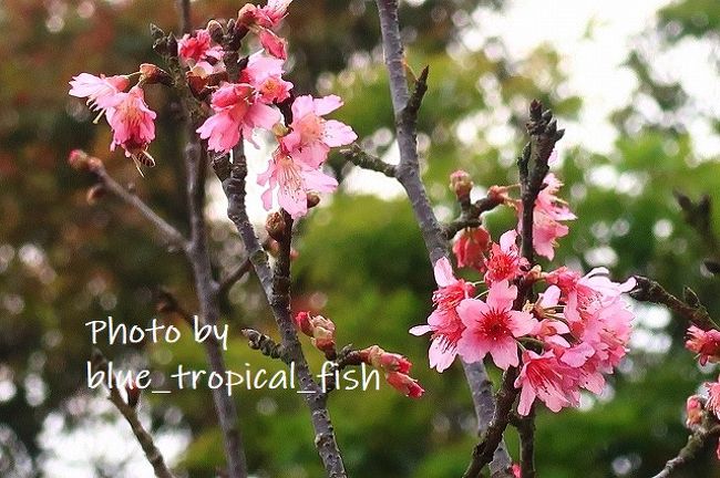 このあたりはまあまあ咲いていました。<br /><br />娘にとっては初めての桜でしたが、全く興味を示さず、お菓子をくれーーー！！と騒いでいました。まあそうですよね、1歳だし…