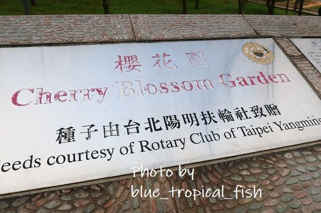 ○　扶輪公園　櫻花園<br /><br />桜の種は台北陽明のロータリークラブから寄贈されたもの。