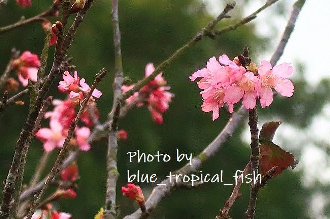 戻ってきました。