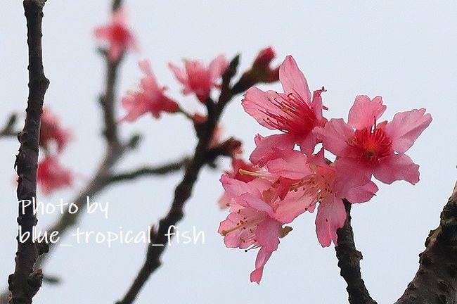 少し日が差して桜が綺麗に見えました。