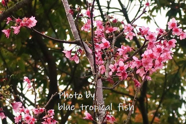 娘がもう少し大きくなったら、もっと幹も枝も太くなって、満開の桜が見られるかも。