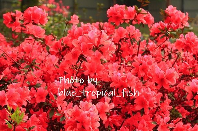 桜よりつつじのほうが満開でした！！写真を撮っていたら、娘さんと一緒に写真撮ってあげますよーって、おじちゃんとおばちゃんが写真撮ってくれました。良い人たちでした。