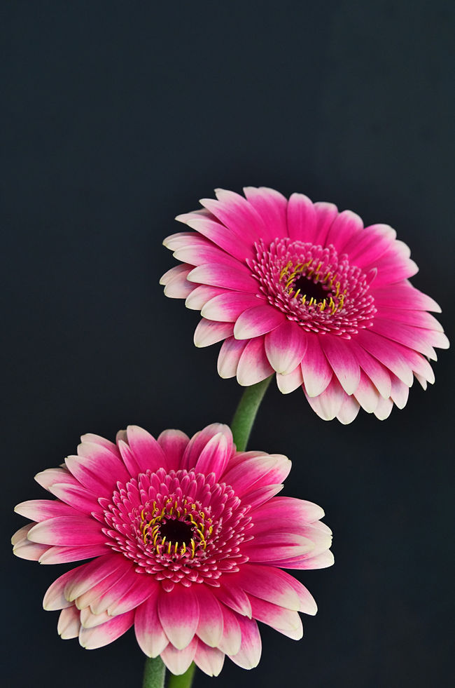春から秋の季節に綺麗に咲いているガーベラ Gerbera 岩倉 江南 愛知県 の旅行記 ブログ By 風に吹かれて旅人さん フォートラベル 春から秋の季節に綺麗に咲いているガーベラ Gerbera 岩倉 江南 愛知県 の旅行記 ブログ By 風に吹かれて旅人さん フォートラベル