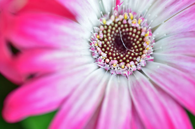 春から秋の季節に綺麗に咲いているガーベラ Gerbera 岩倉 江南 愛知県 の旅行記 ブログ By 風に吹かれて旅人さん フォートラベル