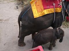 子象を連れています。