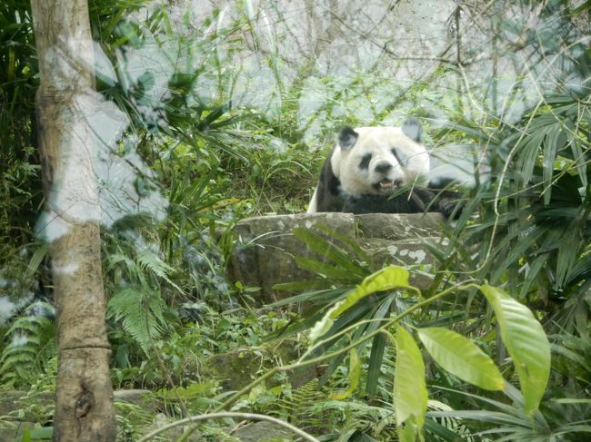 圓仔（ユアンザイ）ちゃん
