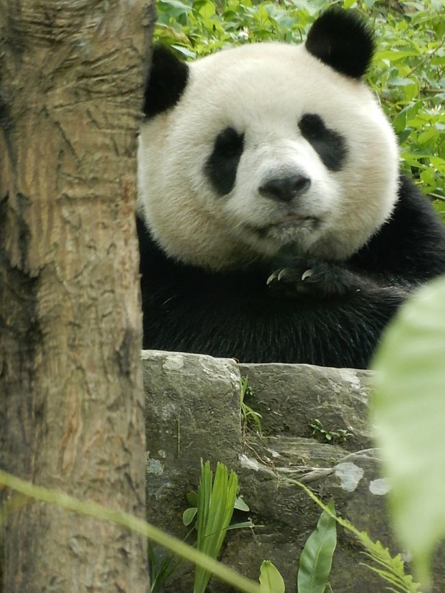 圓仔（ユアンザイ）ちゃん