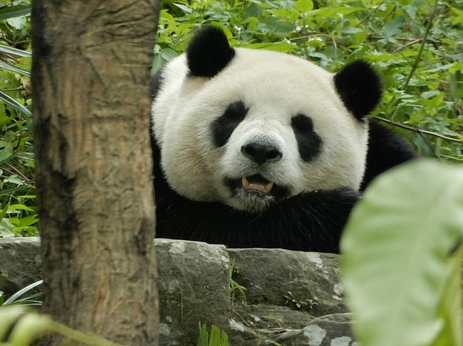 圓仔（ユアンザイ）ちゃん