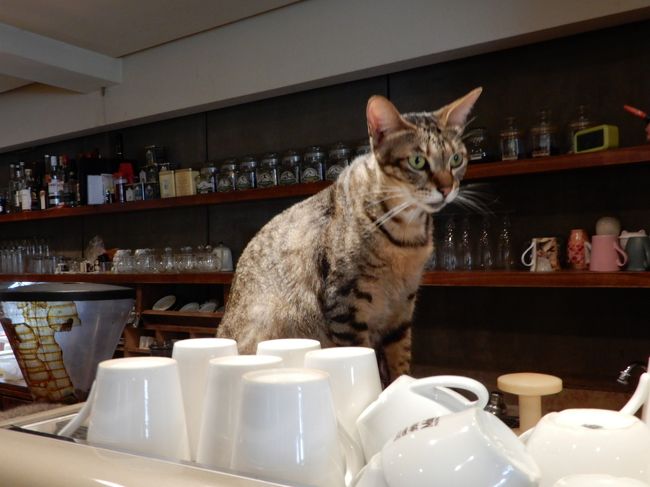 猫カフェ