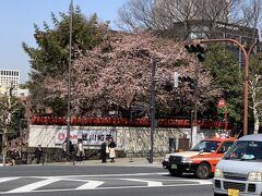 虎屋の向かい側　豊川稲荷の桜がもう綻んでいました。。。