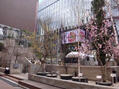 銀座へ。

2018年8月9日にオープンした「Ginza Sony Park」の桜の写真。

前回載せたものはこちら↓

<渋谷・自由が丘他★ ソニービル跡地に建った『銀座ソニーパーク』、
日本初！2018年8月8日にオープンしたピエール・エルメ・パリ監修の
【ロクシタンカフェ バイ ピエール・エルメ】渋谷のメニュー、
BIGBANGなどが所属する「YGエンタテインメント」が手掛ける
韓国料理店【サムゴリプジュッカン 東京】が上陸！ 
韓国発カフェ【コッビン】自由が丘の雪花かき氷、
銀座のNEWサロン ド テ☆【銀座メゾン アンリ・シャルパンティエ】
＆【マリアージュフレール】銀座松屋通り店＆
カフェ【キットカット ショコラトリー】銀座本店>

https://4travel.jp/travelogue/11389469