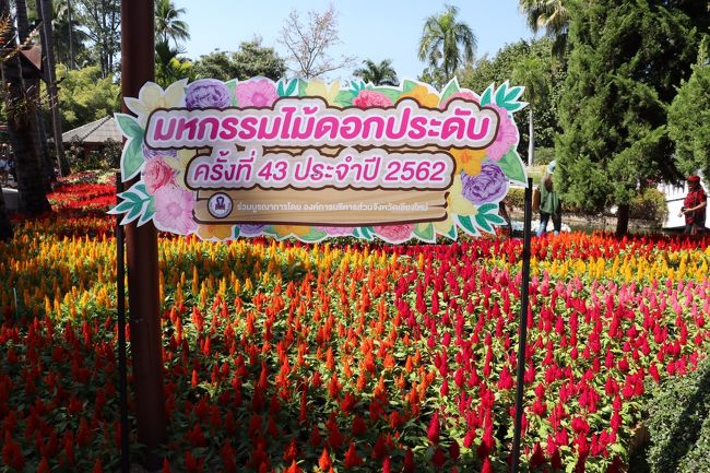 チェンマイ夜到着<br />翌日 土曜日 花祭り  パレード8:00発  <br />ターペー通り  間に合わず　と言うか<br />行くのが面倒　何のために　この時期に来たのか<br />帰国後　何時も反省<br />日曜日 天気も良く花祭り 会場は 大混雑<br /><br /><br />花が  花が  スゴーーーク  綺麗  <br />香りも  です