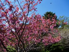最初の花見ポイントは判官館森林公園です。写真の桜ではないですがピンクの花があちこちに咲いていて目立ちます。
