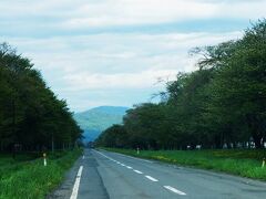 静内二十間道路桜並木は、この辺りでもっとも有名なエゾヤマザクラの名所です。5月上旬のゴールデンウィーク周辺がもっとも見所で、もう桜の時期は完全に終わっています。散ったピンクの花びらすら残っておらず、ただの緑の並木です。
