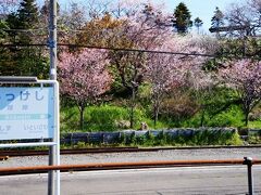厚岸駅にも桜が植えられており、満開です。
