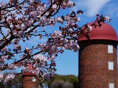 サイロが並ぶ明治公園に桜は咲いており、北海道ならではの組み合わせが印象的です。根室の清隆寺の花見はどこでも見られる日本的な感じの様ですが、こちらは海外の雰囲気がします。
