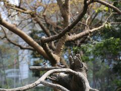 そして、香港公園内にある大きな鳥園。
文鳥たちものびのびと暮らしている感じです。