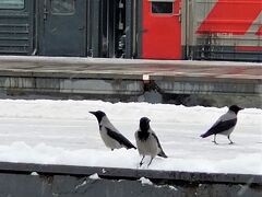 帰国日。

カラス見かけないなと思ったら駅にちゃんといました。ロシアのカラスも隣国と同じツートンです。