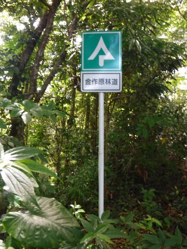 金作原散策とマングローブカヤックを申し込んでいるので、チェックアウトし、ロビーでお迎えを待って、数組の人達とまずは金作原へ向かいます。