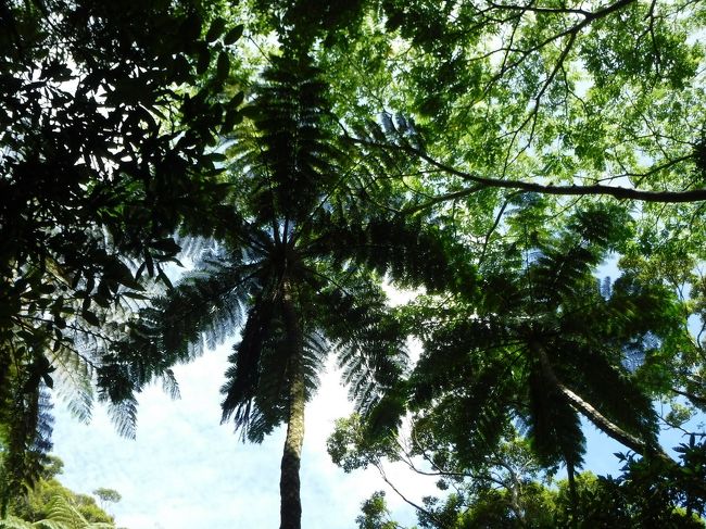 すごいですね～上ばかり見ながら歩いてるので、注意が必要です(笑)