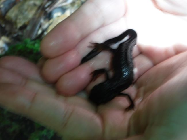 ガイドさんが捕まえて見せてくれましたが、私は触れません。