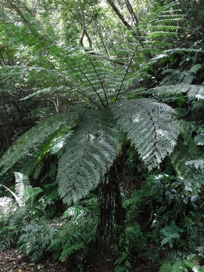 屋久島の時と同じような大きなシダです