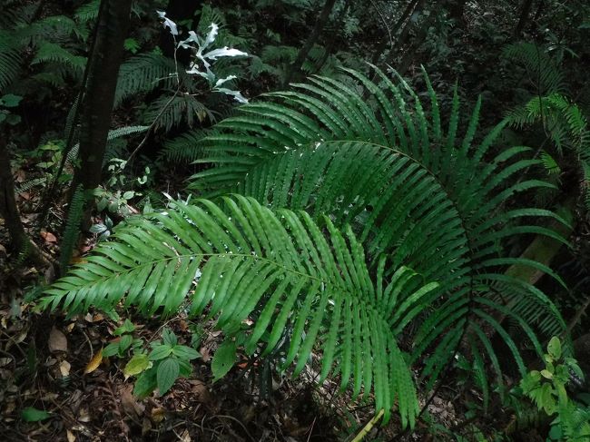 私より大きなシダ