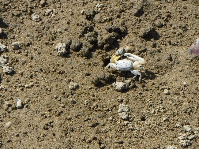 この白い蟹がたーくさんいます。すぐに隠れる蟹さんです。