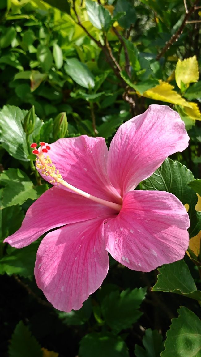 ホテルをチェックアウトし、バスでお土産を買いにビッグⅡへ。黒糖やジュースなど色々買いました。重たいけど郵送はせず、もって帰りました。