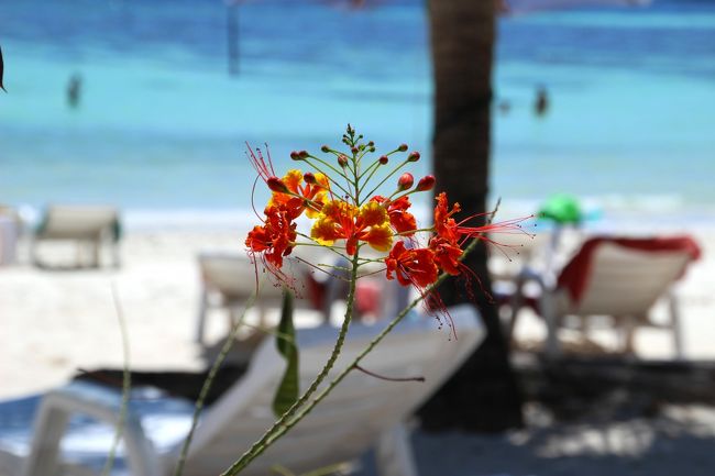 ☆Bella Vista Resort , Pattaya Beach @ Koh Lipe Thai<br /><br />◎オウコチョウ（黄胡蝶/マメ科ジャケツイバラ属）がライトブルーの海に映えて<br />キレイでした。<br /> 原産地は西インド諸島 常緑の低木で，枝に刺をもっています。<br />花の姿をたくさんの蝶が舞っているように見えるからで<br />日本でも沖縄や南西諸島でもたくさん植栽されています。<br />Bella Vista Resort , Pattaya Beach @ Koh Lipe Thai