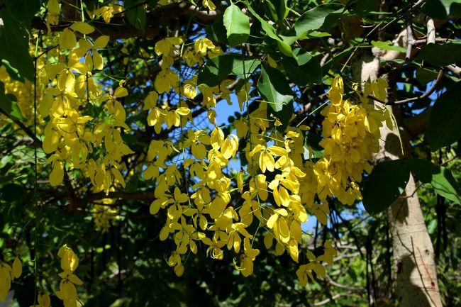 ☆Cassia fistura 、Bundhaya Villas ,  Pattaya Beach @ Koh Lipe Thai<br /><br />ゴールデンシャワ－ （マメ科ジャケツイバラ亜科）和名（ナンバンサイカチ）<br />タイ名はラーチャ・ブルック or トンクーン。