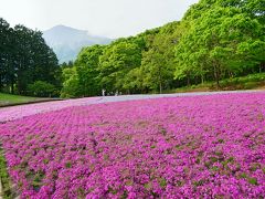 羊山公園の「芝桜の丘」と武甲山
南西側斜面エリア
マックダニエルクッション（濃い桃色）

バックの武甲山が絵になりますね！