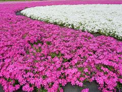 羊山公園の「芝桜の丘」
マックダニエルクッション（濃い桃色）
モンブラン（白色）