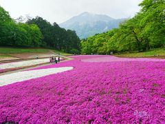 羊山公園の「芝桜の丘」と武甲山
マックダニエルクッション（濃い桃色）