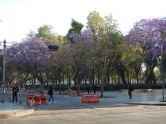 ホテルの前の公園にはシャカランダが満開でした。今年は早目の開花だったそうで、ラッキーでした。