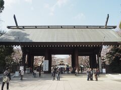 桜といえば靖国神社