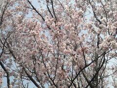 サクラテラスの前の桜。小さい花のさくらです。