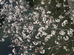 飯田橋の川のあたりの比較的開花していた桜。
さぁ、東京の桜はもうすぐ満開です。