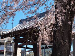 谷中／長明寺　鐘楼脇の枝垂れ桜


