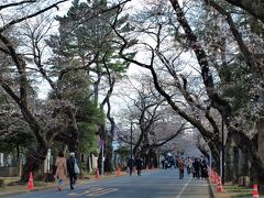 谷中霊園の桜並木
夕方になってきたこともあって薄暗い感じですが、ほんのりピンク色をしています。
