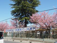 密蔵院　駐車場の安行桜

バスを降りると、ピンクの花が咲き誇っています。
「桜前線只今密蔵院で休憩中」との看板があります。
