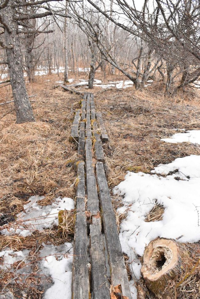 朽ちている木道（キナシベツ）<br /><br />途中から木道が老朽化していますが、注意して進みます。<br />