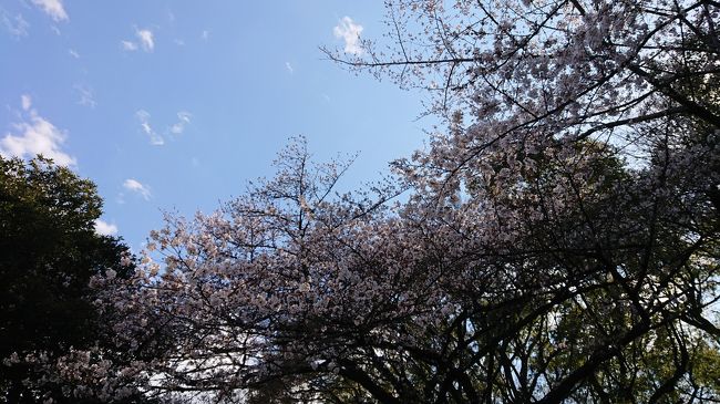 思ったより、桜が咲いていましたね。<br /><br />週末には、見頃になるのかな？
