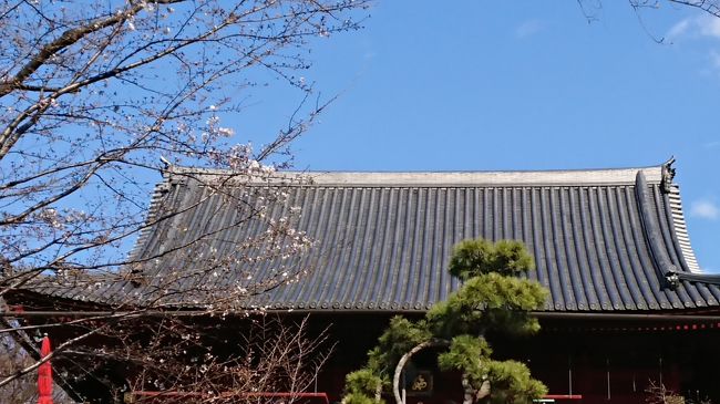 暖かくて、お花見日和でしたよ。