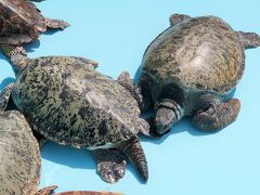 沖縄16　海洋博公園b　美ら海水族館　    49/         46