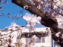 隅田公園も桜が咲いてました。
まだ１・２分咲きなので、これからが楽しみですね。