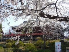 さらに進むと清水観音堂と桜