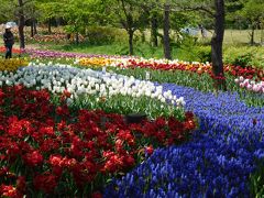 早咲きの品種の花壇では既に盛りを越えてしまっているものもチラホラ見受けられたが、全体的にはイチバン咲き誇っているタイミングで訪れた感じがする。
例年よりも開花が早く、しかも好天続きの４月後半。