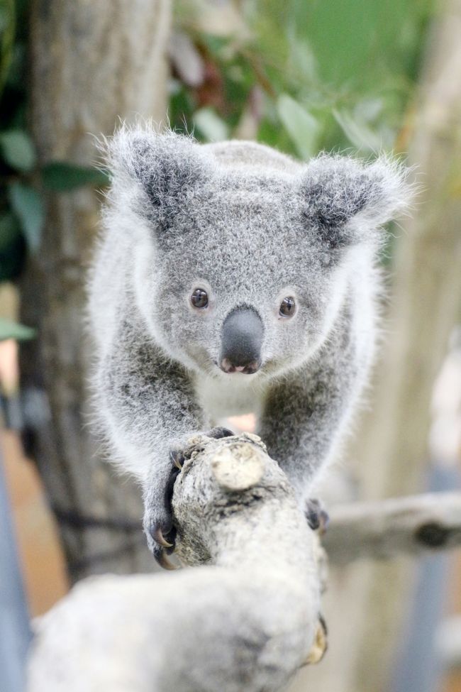 カワウソ祭りの埼玉こども動物自然公園 大盛況で生カワウソは見られず 可愛いレッサーパンダ一家とコアラの赤ちゃんたちをメインに 東松山 埼玉県 の旅行記 ブログ By まみさん フォートラベル